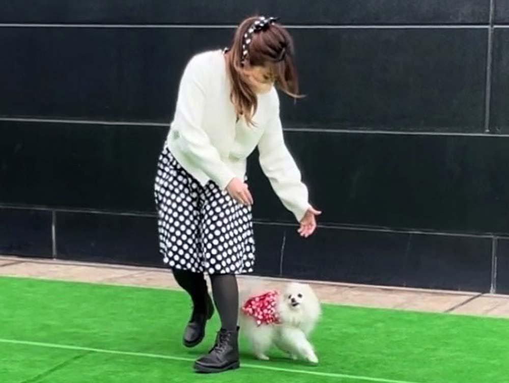 (C) Softbank hawks