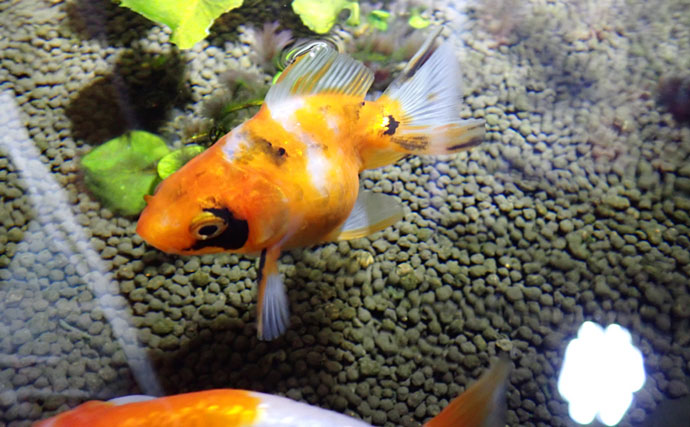 タツノオトシゴに巻かれてみた　ゼロ距離水族館『伊勢シーパラダイス』の魅力とは？