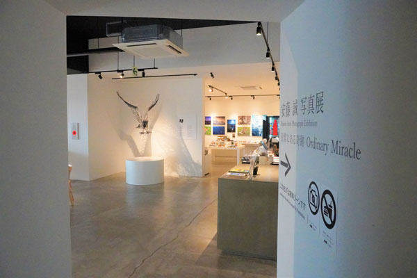 阿寒アートギャラリーには、安藤誠氏の野生動物の迫力ある作品が展示されている