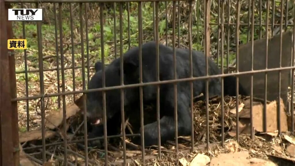 目撃件数は日々増え続け...県は「クマ出没警報」を発令 山に近い住宅地などでも注意（山形） | 山形のニュースTUYテレビユー山形 - TBS NEWS DIG