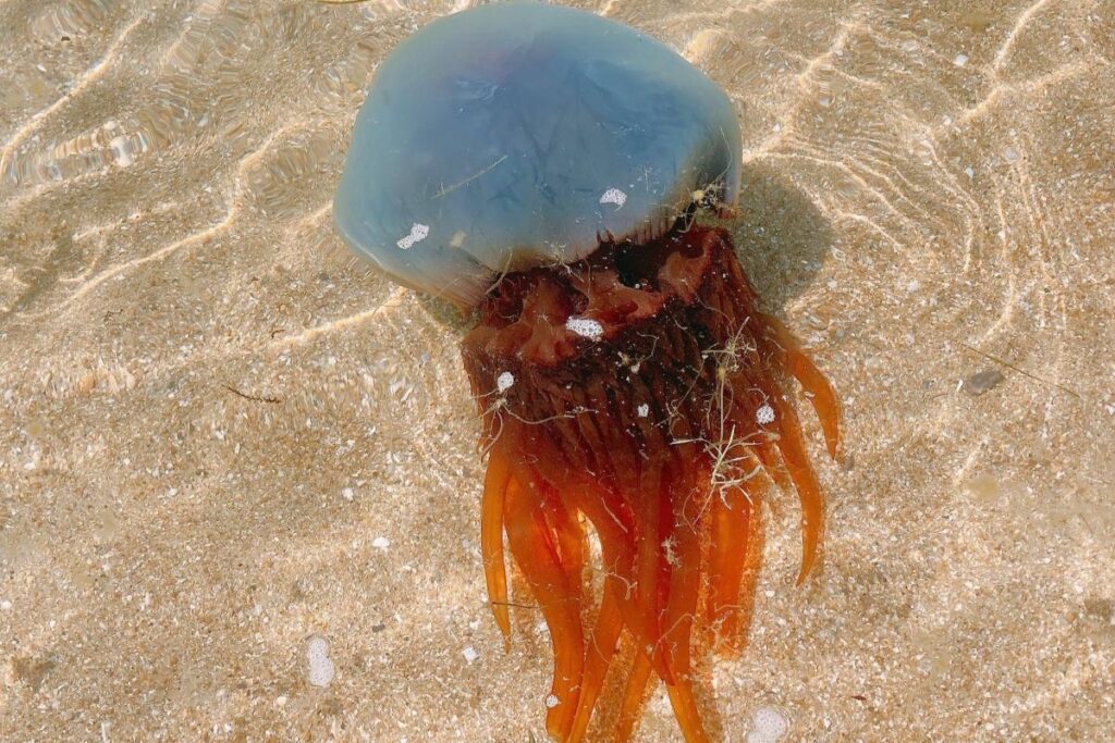 熊本県の海水浴場で目撃した「巨大クラゲ」　見覚えのあるフォルムに「ホイミスライムじゃん」 | LIMO | くらしとお金の経済メディア