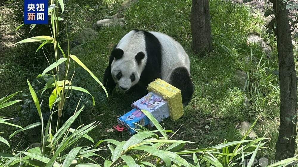 海外在住最高齢ジャイアントパンダの「シンシン」 メキシコで35歳の誕生日祝う　写真1枚　国際ニュース：AFPBB News