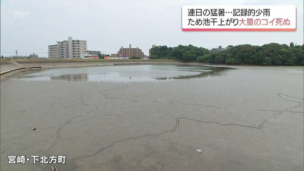 猛暑 20日間の降水量が平年の約1割 宮崎市ではため池の一部が干上がり 大量のコイが死ぬ被害 | MRTニュース ｜ ＭＲＴ宮崎放送 - TBS NEWS DIG