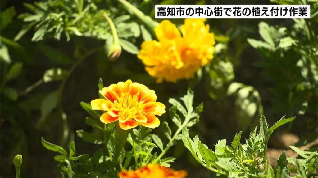 約600ポットの花々が「よさこい祭り」を“足元”から彩る 「観光の活性化につながれば」帯屋町シンボルロードで花の植え付け【高知】 | 高知のニュース・天気｜KUTV NEWS | KUTVテレビ高知 - TBS NEWS DIG