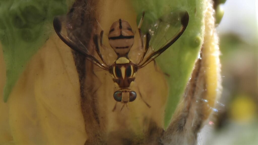 ｢一刻の猶予もない｣ゴーヤー､フルーツは沖縄県外へ"持ち出し不可"に…特殊害虫を絶滅させる驚きの方法 旅行の際は｢うっかり違反｣にご用心 | PRESIDENT Online（プレジデントオンライン）