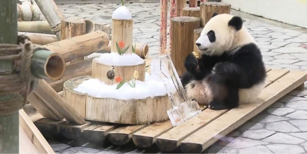 和歌山のパンダ彩浜が1歳の誕生日｢贈り物｣も アドベンチャーワールドで誕生会が開かれた | 日テレNEWS24 | 東洋経済オンライン