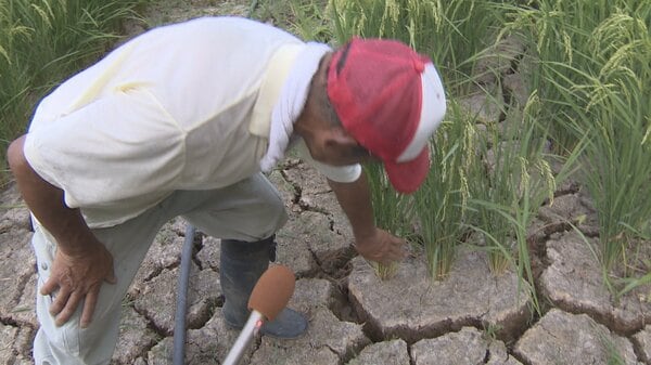 「最悪の状態」富山の田んぼ、記録的少雨で土壌にひび割れ 砺波市が異例の給水車83台を緊急出動｜FNNプライムオンライン - FNNプライムオンライン