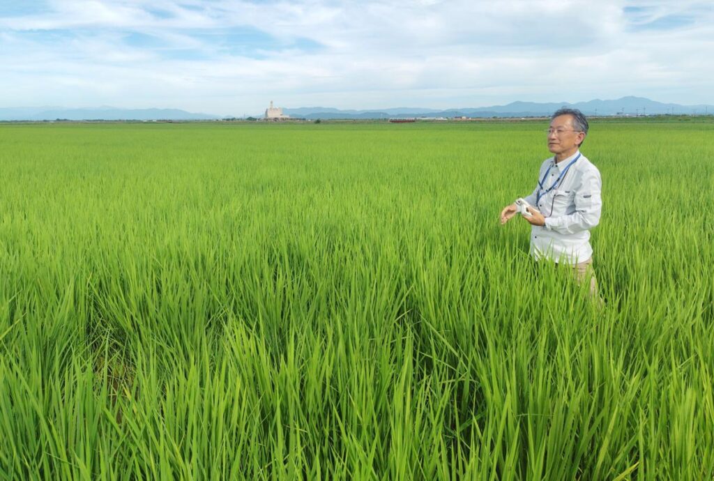 2025年新潟県産米、高温障害の可能性高まる 6月の高温、早い梅雨明け…葉色さらに淡く栄養不足 - 新潟日報デジタルプラス