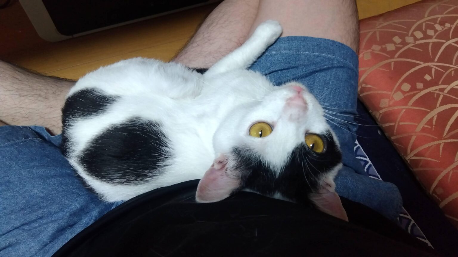 今日の我が家のにゃーんちゃん