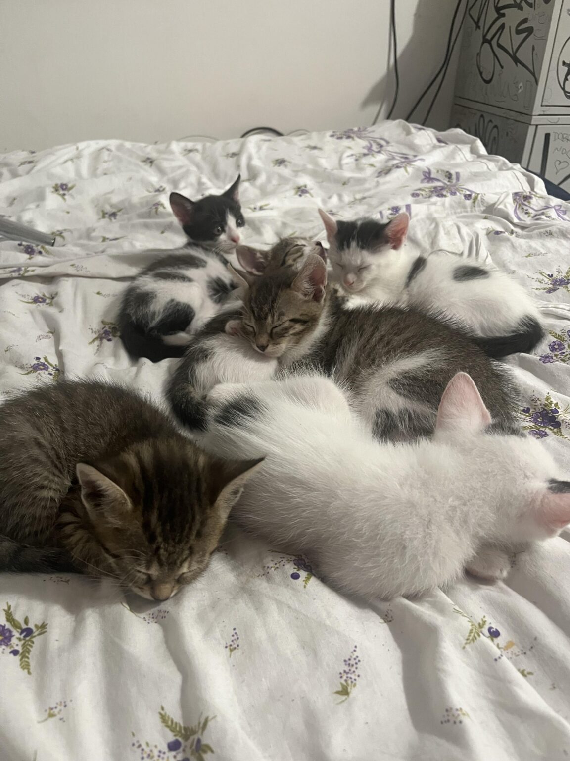 子猫はどうですか？私はプロに犯された:)