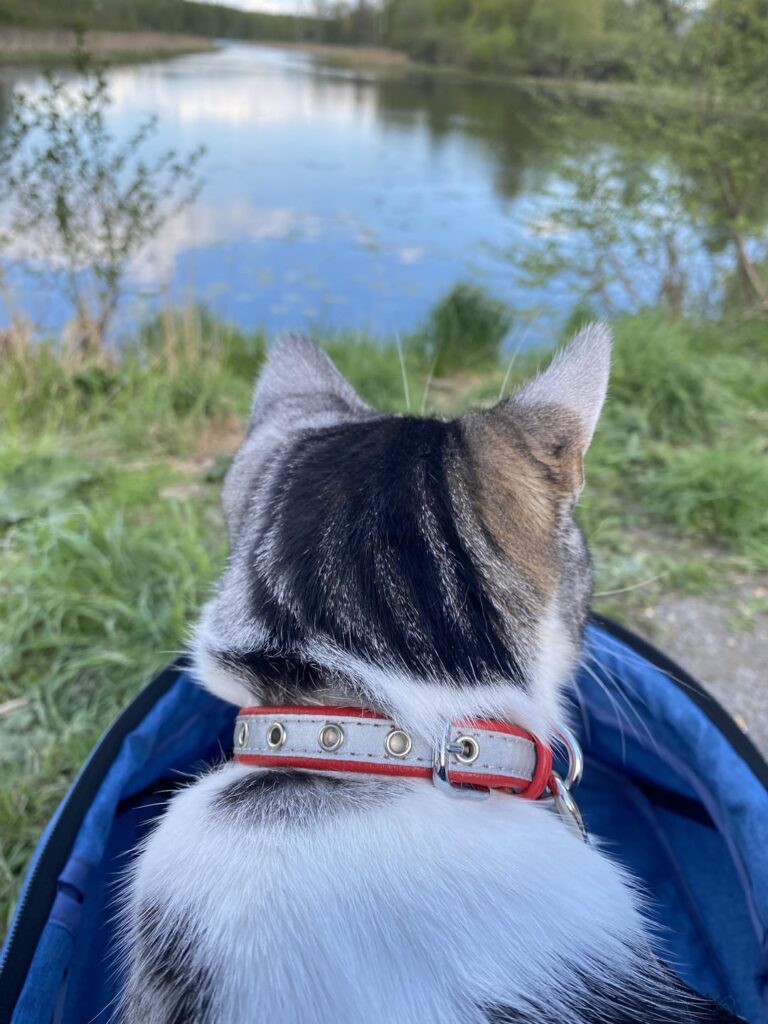 フィンランドで猫と一緒に夏の時間を楽しんでください！