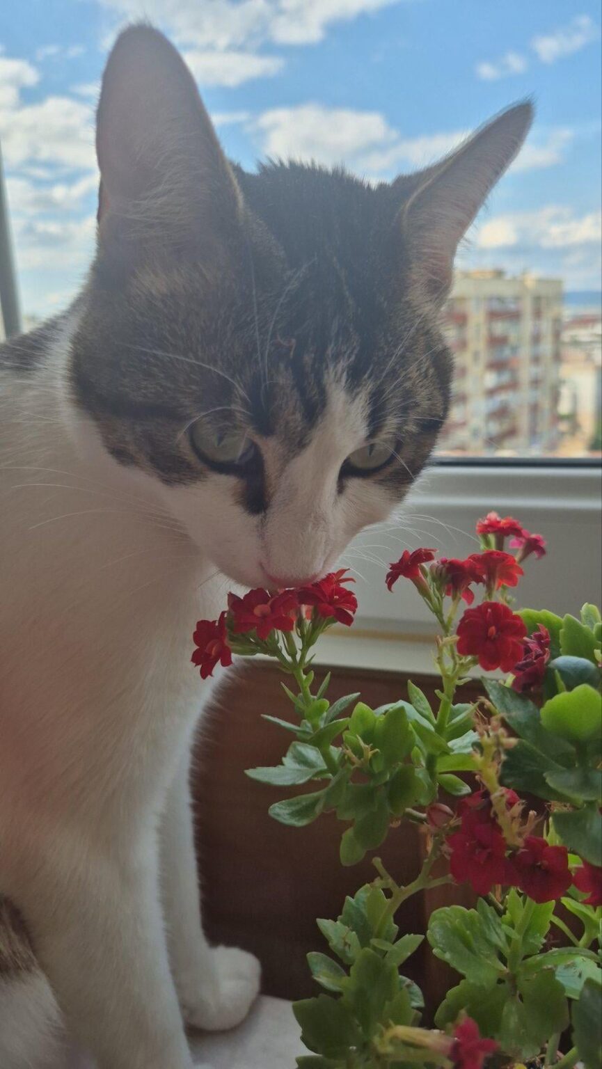 戻ってきて、猫と一緒に猫と呼んでください。