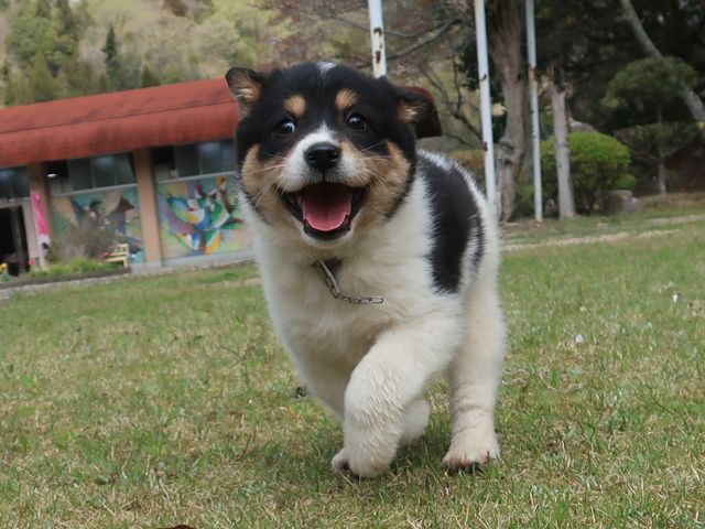 広島県動物愛護センター 犬の譲渡前講習会（8月）