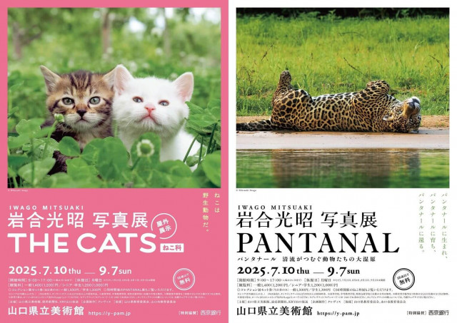 【7/10〜】山口県立美術館で特別展「岩合光昭 写真展 PANTANAL」開幕。「岩合光昭 写真展 THE CATS ねこ科」も同時開催