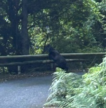 【速報】警戒地域外でクマ発見  ジョギング中の男性が目撃  専門家がツキノワグマと確認 奈良・宇陀市