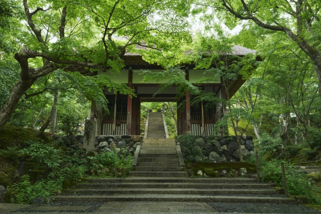 「そうだ 京都、行こう。」 青もみじ、すだれ越しの光、ひんやり縁側…“しつらえの美”で心を整える、初夏の京都旅スポットを巡ってみた（MonoMaxWEB）｜ｄメニューニュース（NTTドコモ）