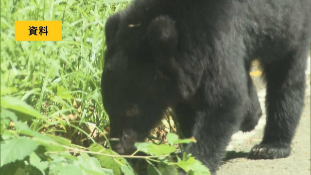 【クマ出没情報】阿武隈高地の県道でクマ目撃　福島・平田村上蓬田　12日午後3時半ごろ