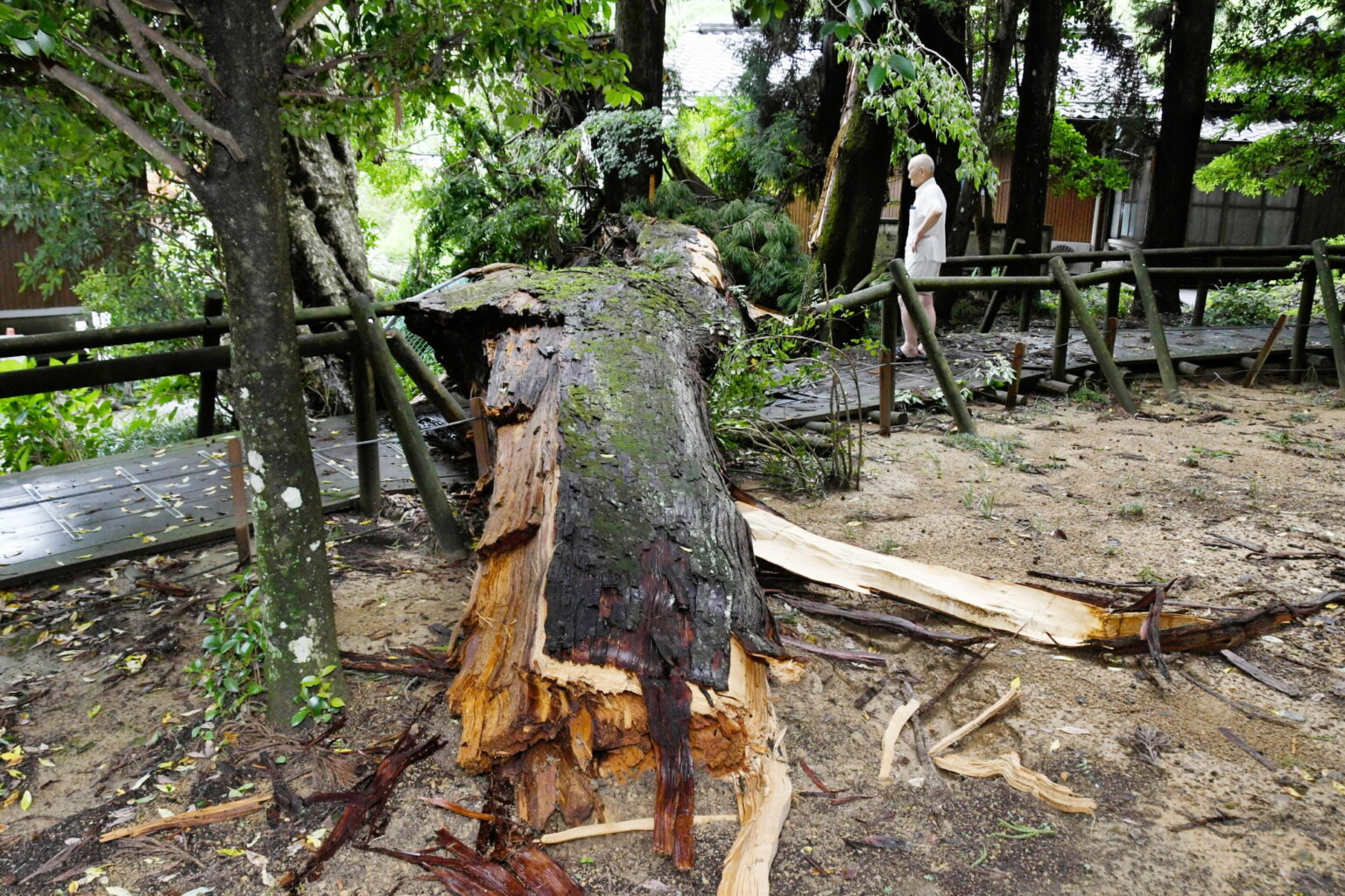 【復旧情報あり】大雨被害 高知市土佐山で土砂崩れ 大豊町「大スギ」折れる 線状降水帯発生せず - kochinews.co.jp