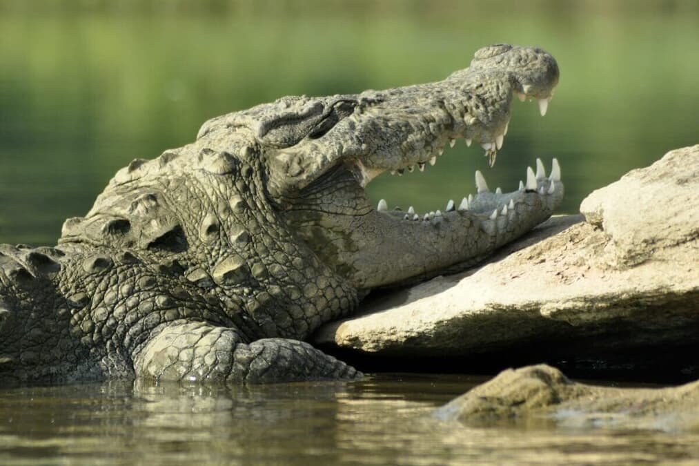 【動画】閲覧注意：80歳男性をワニが襲撃...くわえたまま住民の前で運び去る - ニューズウィーク日本版 オフィシャルサイト