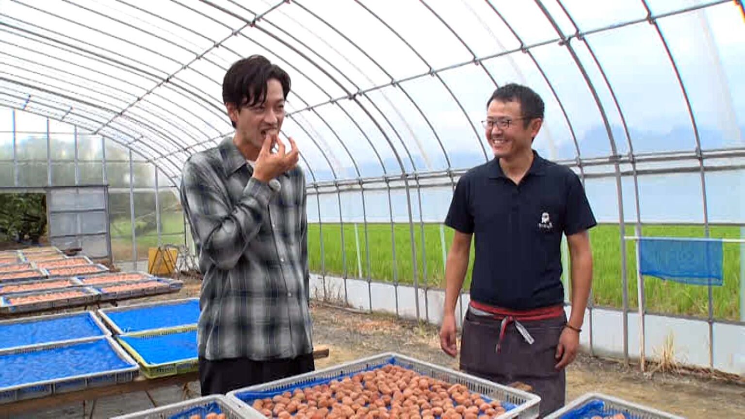 和歌山に行ってみたくなる番組『おいでよ和歌山　梅の魅力を探す旅-みなべ町・田辺市編-』10月27日（日）よる7時30分放送！