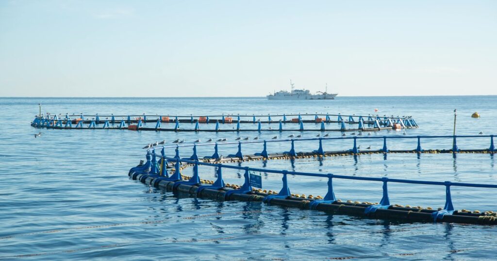 Chile: Cuatro exejecutivos de Nova Austral son condenados por intentar encubrir el daño ambiental causado por la sobreproducción de salmones