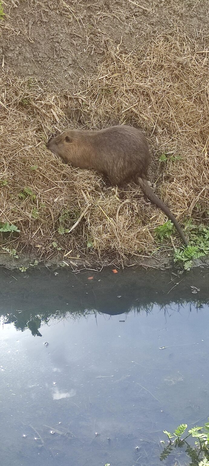 カジュアルフライデー * 25/07/2025 * Nutria Edition