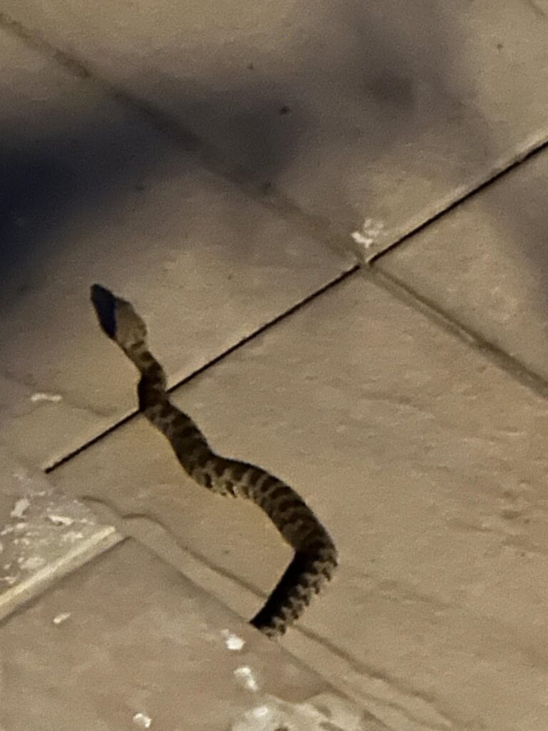 これはどんなヘビですか？