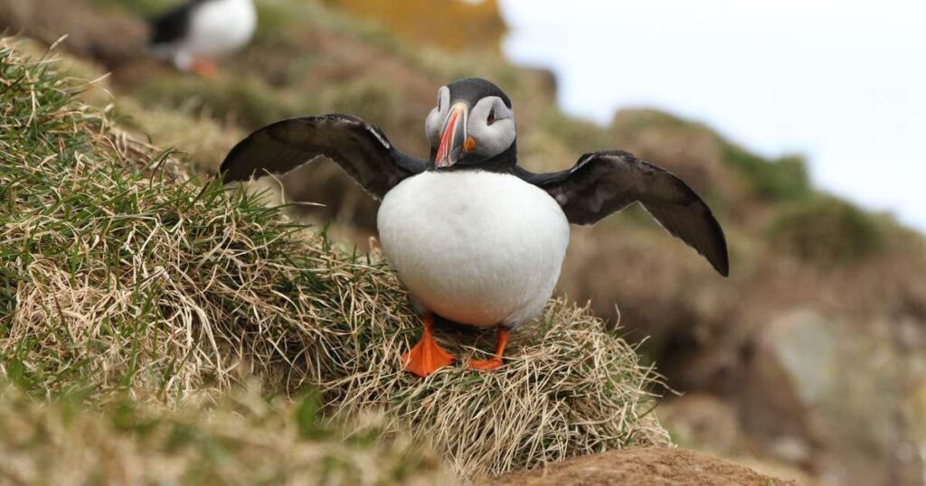 Puffin Huntingは持続不可能なと言って、レストランはメニューの1人を取るように頼まれました-Rúv.is