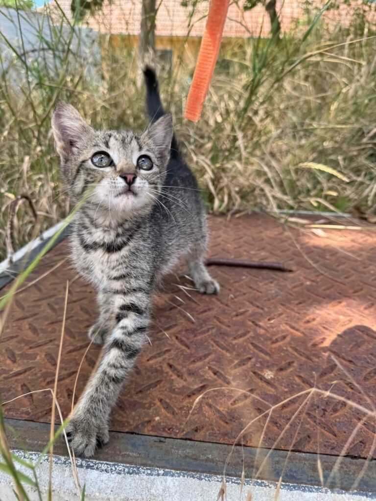 🐾ブラチスラバ - この魔法の猫を連れて行く人
