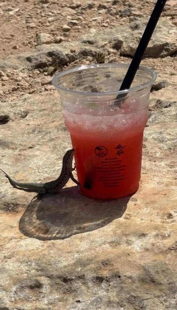 酔ったトカゲ🦎📍青いラグーン