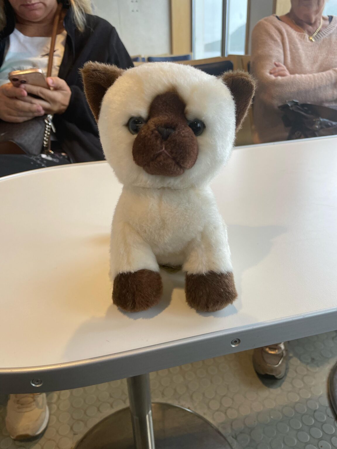 フェリーで猫のぬいぐるみを見つけました！