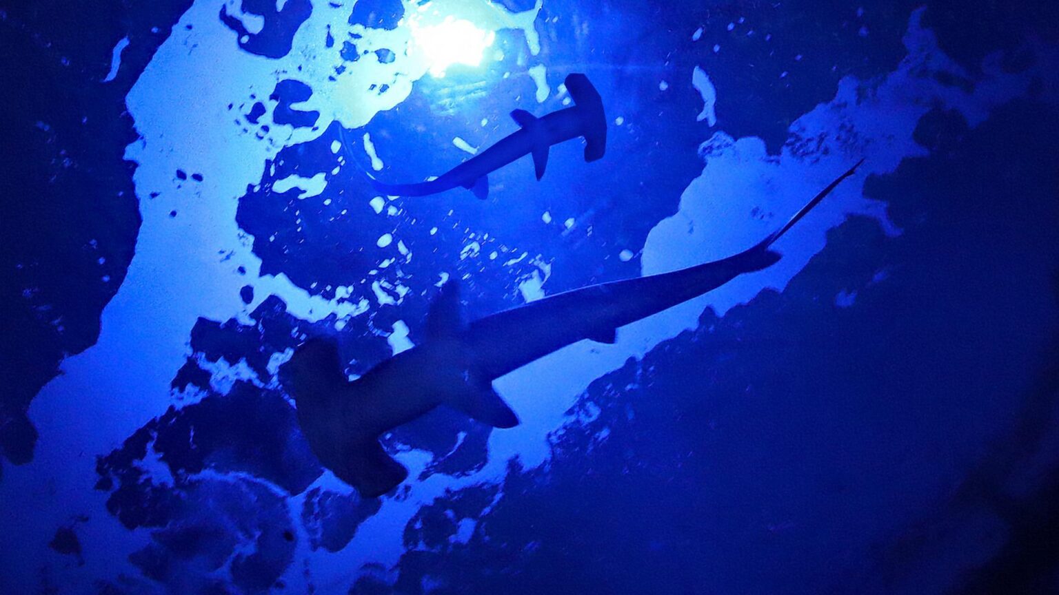 この夏休みに行きたい超おすすめスポット！香川県「四国水族館」が想像以上にすごい（旅人間） - エキスパート - Yahoo!ニュース