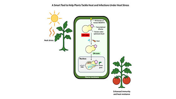 気温上昇や感染症から植物を守るスマート分子ツールが開発 インド|インド科学技術ニュース|Science Portal India インドの科学技術の今を伝える 気温上昇や感染症から植物を守るスマート分子ツールが開発 インド|インド科学技術ニュース|Science Portal India インドの科学技術の今を伝える