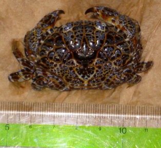 海で捕まえたカニ、ゆでて食べ食中毒 八重山で観光客の男性 有毒「ウモレオウギガニ」事例は87年以来