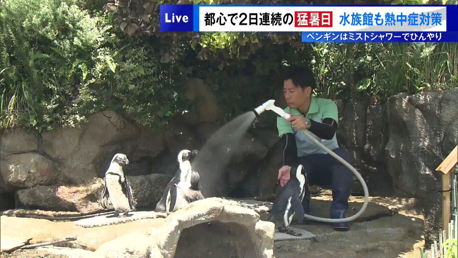 東京都心は猛暑日続く…水族館でも熱中症対策 ペンギンはミストシャワーでひんやり｜TOKYO MX+（プラス） - TOKYO MX