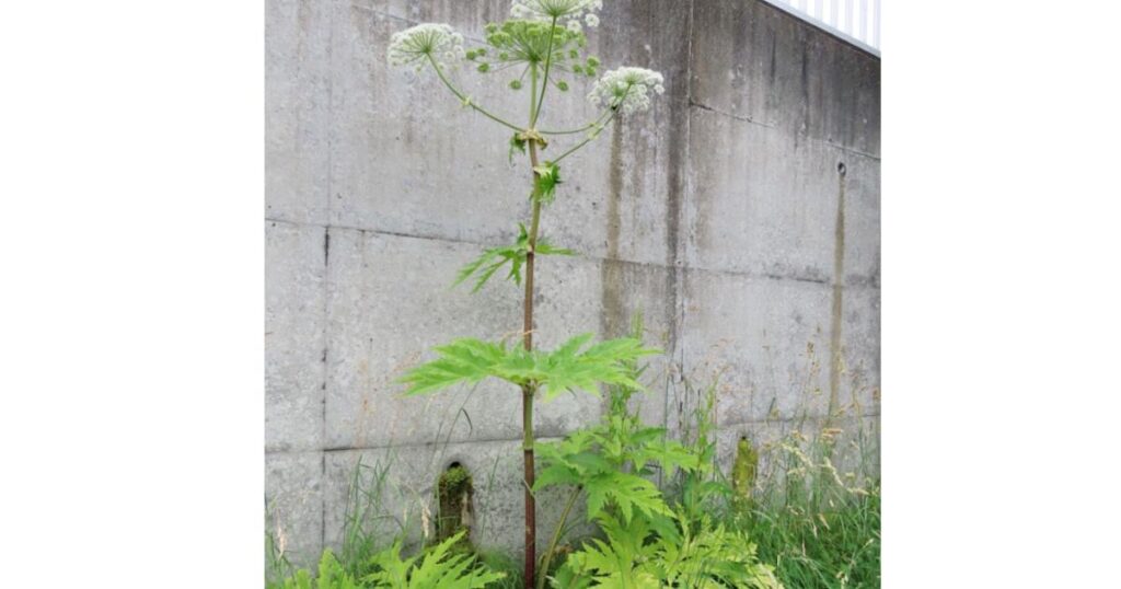毒性疑い植物｢ジャイアント・ホグウィード｣同定至らず 北大が調査