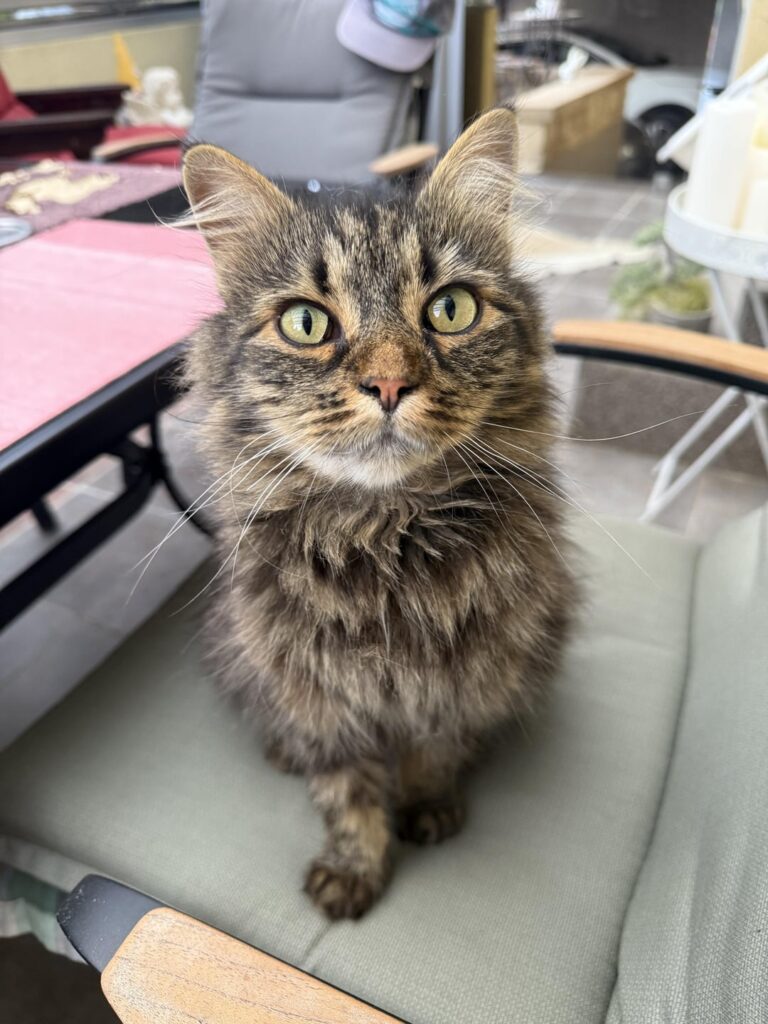 マチコボタ