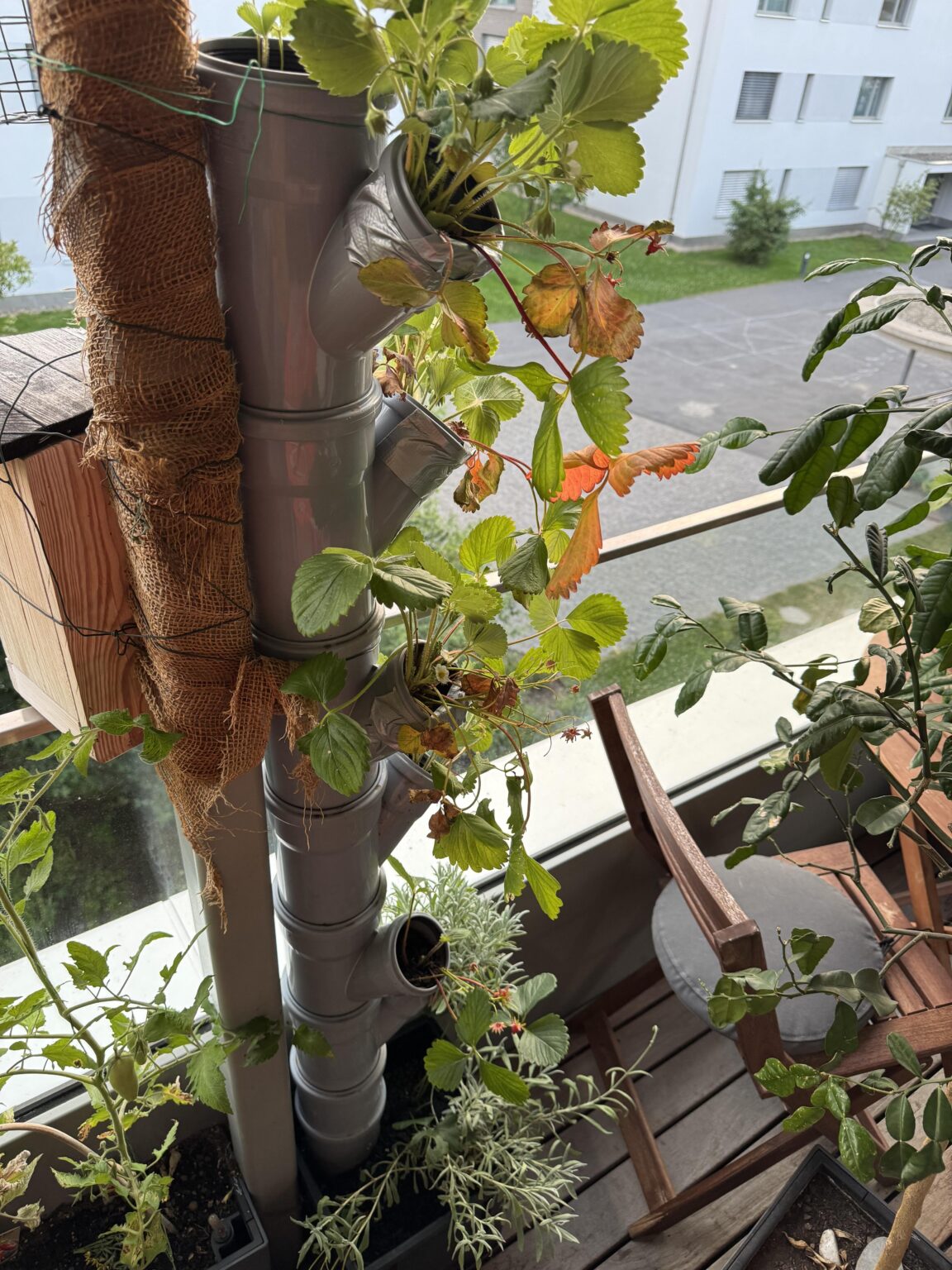 バルコニー植物