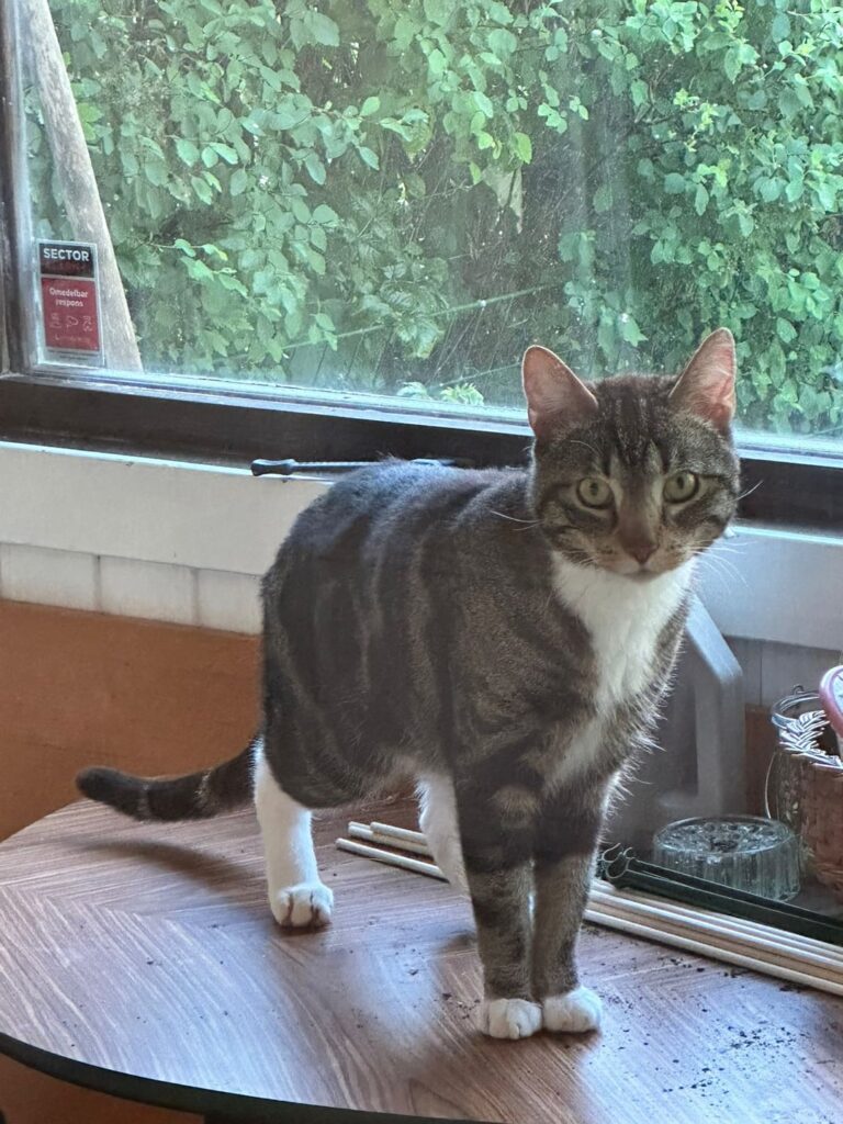 Arlövで猫を見つけました
