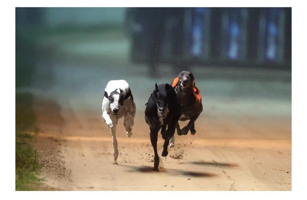 犬の「野bar」と「非常に非倫理的な」手術を非難するためのグレイハウンド産業「貪欲」、TDは言う