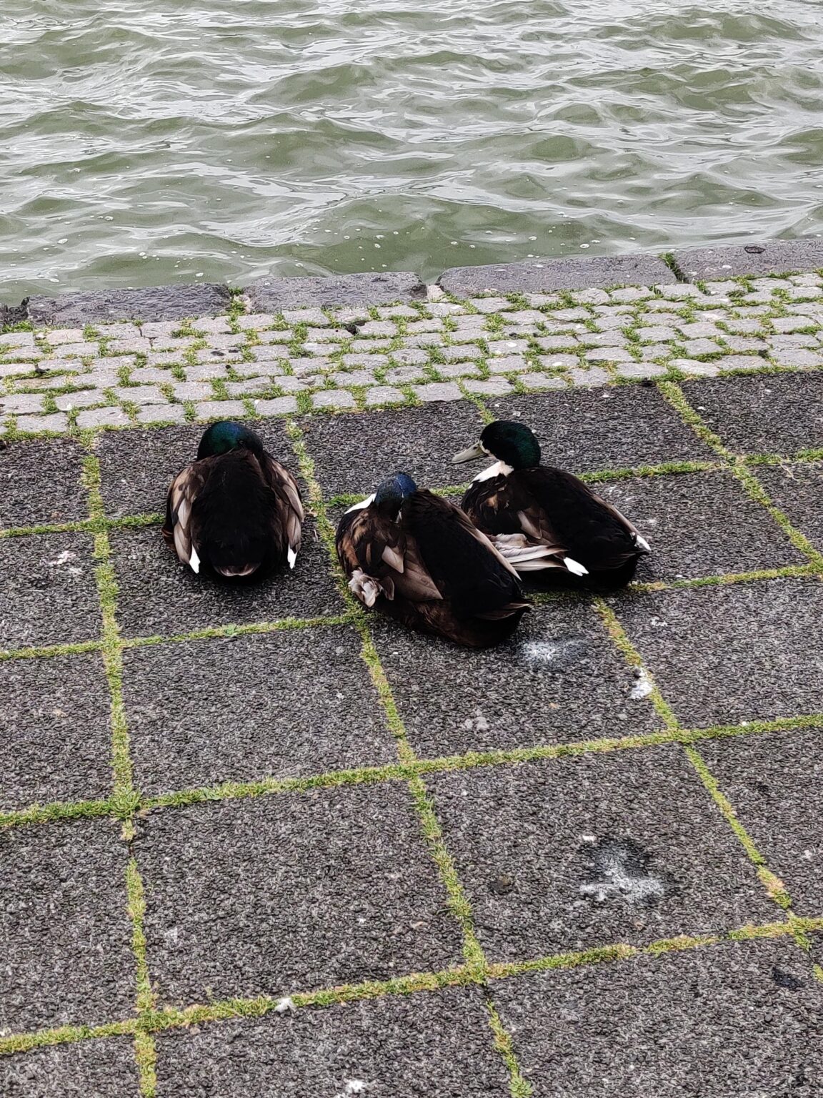 これらはどんな鳥ですか？