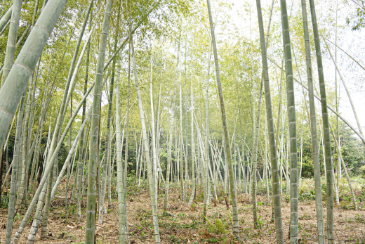 【鹿児島県大崎町】ネガティブを希望に。コミュニティビジネスが拓く限界集落の新たな可能性。／ にたいどっこい