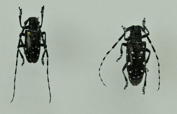 特定外来生物「ツヤハダゴマダラカミキリ」