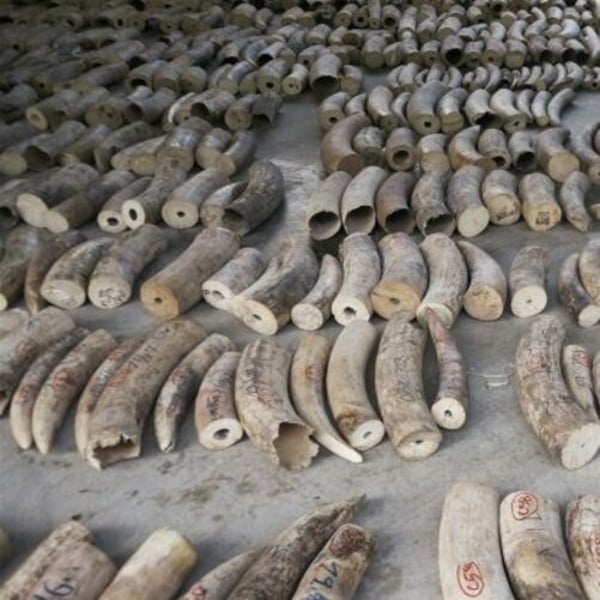 スペイン警察、違法な象牙彫刻を没収 - FashionNetwork 日本