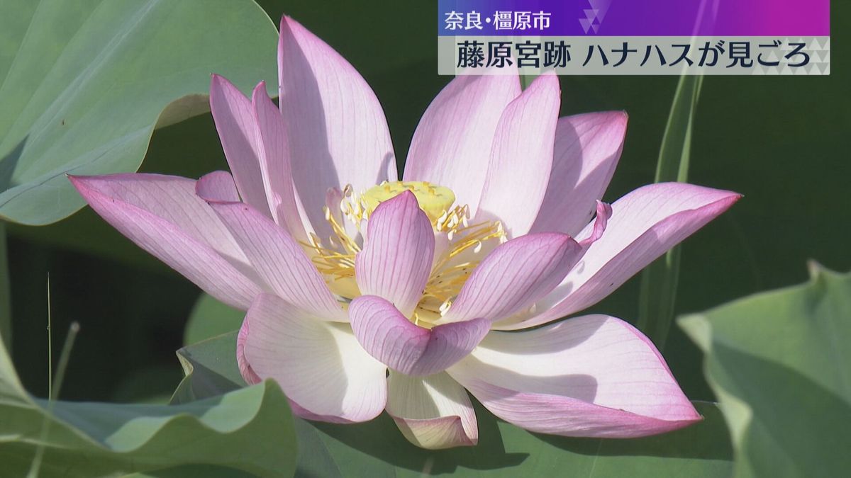 11種類の白やピンクのハナハスが見ごろ　世界遺産の登録目指す藤原宮跡　8月上旬まで　奈良・橿原市