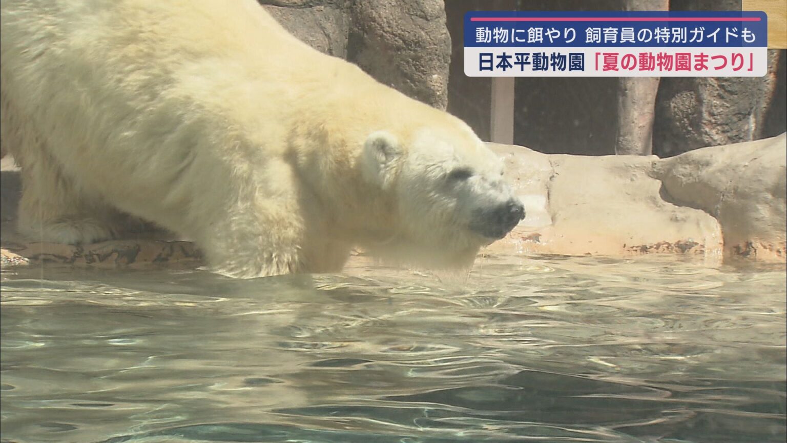 動物への餌やり体験などが行われる「夏の動物園まつり」がはじまる　静岡市の日本平動物園 - LOOK 静岡朝日テレビ