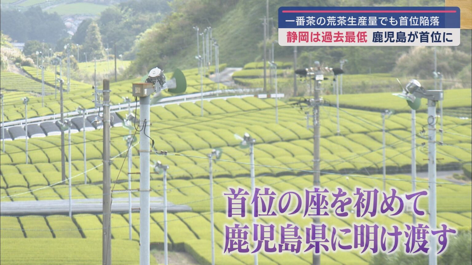 静岡県内の2025年一番茶の荒茶生産量は8120トン　鹿児島県に抜かれ初めて2位に - LOOK 静岡朝日テレビ