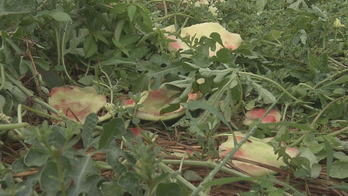 住宅裏の畑でスイカ20個食べられる被害　クマによる食害か　近くの畑でも被害　山形・長井市