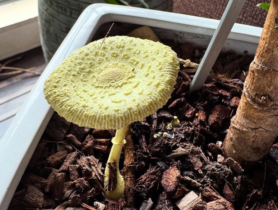 高岡早紀、自宅に“幸運のきのこ”出現「今年もウチにやってきたよ」 | 話題の投稿 | スポーツブル (スポブル)