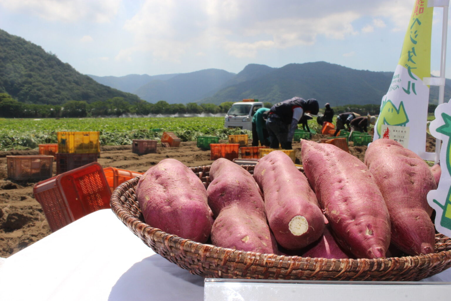 【さぬき産農産物紹介】夏のかんしょ、秋のかんしょ 香川発、おいしい夏の過ごし方 | かがわ経済ニュース｜経レポオンライン